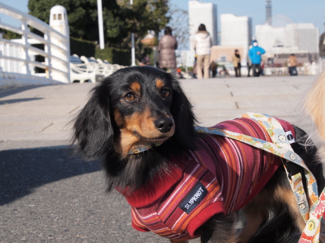 １２年１２月２日　きなこむくんと横浜デート♪_c0117831_21321250.jpg