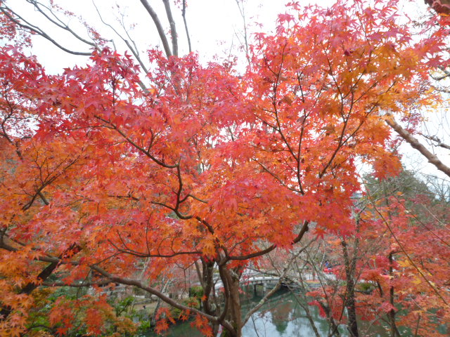 紅葉情報　2012　12/01_d0106134_026949.jpg