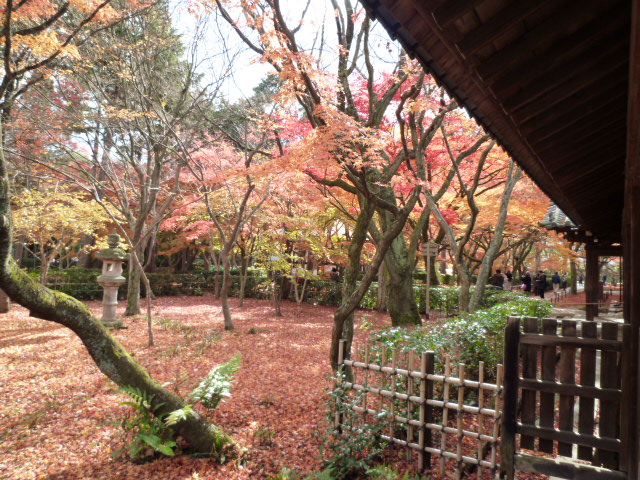 紅葉情報　2012　12/01_d0106134_027305.jpg