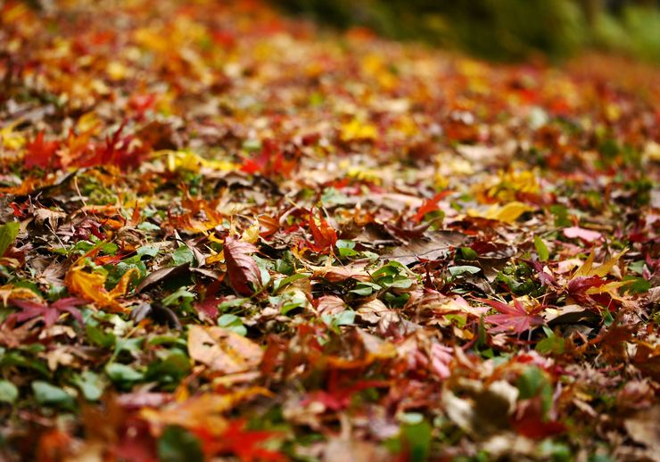 Colorful Carpet_b0242140_21231113.jpg