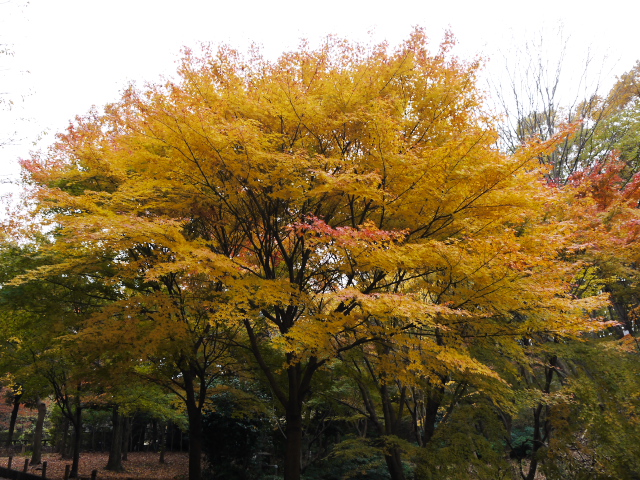 階段の多い公園の紅葉_c0165640_2272316.jpg