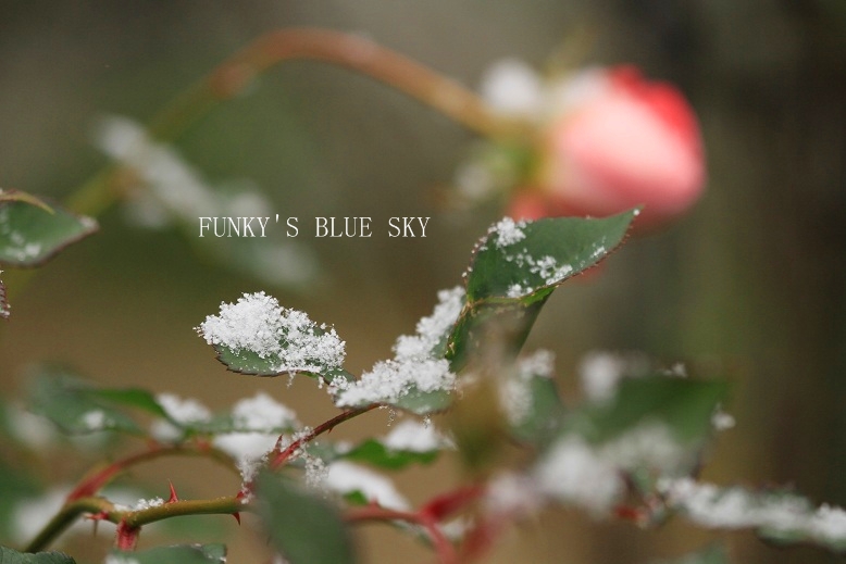 雪ちらほら~と、シマラッキョウの花*_c0145250_20233737.jpg