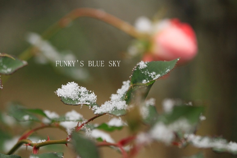 雪ちらほら～と、シマラッキョウの花*_c0145250_20233737.jpg