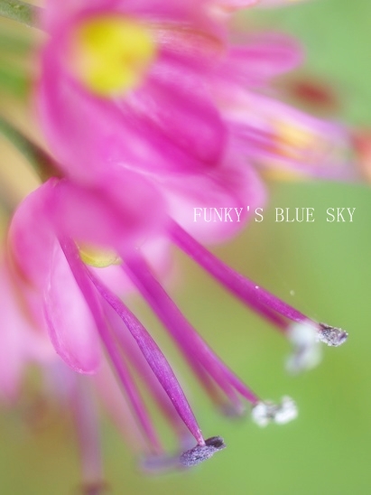 雪ちらほら~と、シマラッキョウの花*_c0145250_20241426.jpg