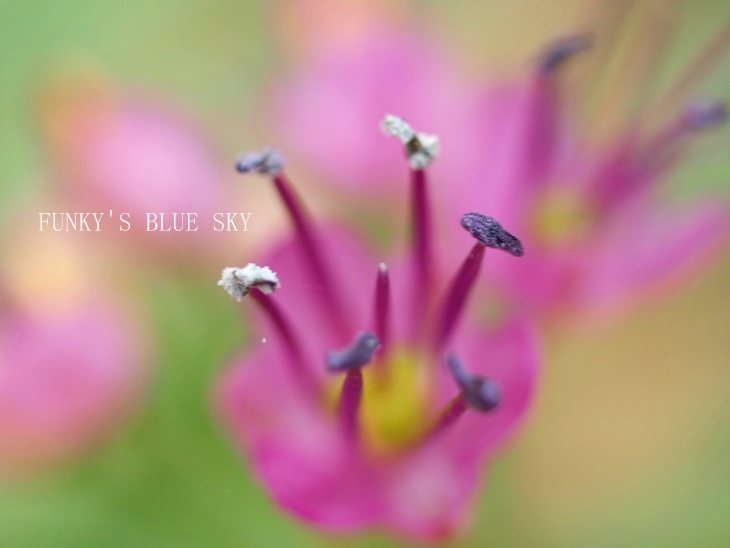雪ちらほら~と、シマラッキョウの花*_c0145250_20242218.jpg