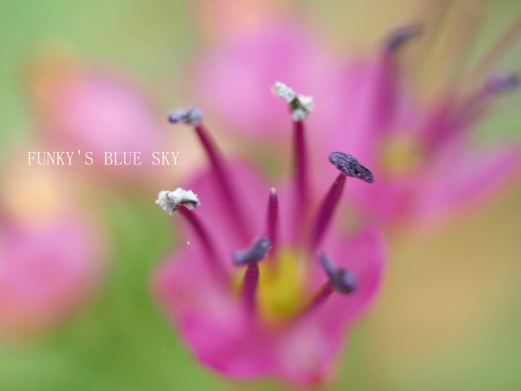 雪ちらほら～と、シマラッキョウの花*_c0145250_20242218.jpg