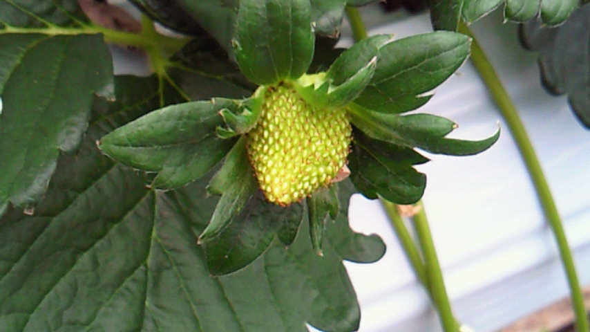 a0169558_21571930.jpg