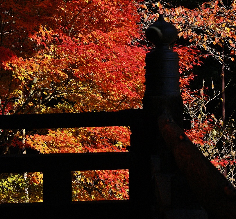 ～まさしく紅葉の参道～　洛西の紅葉寺　光明寺_b0063958_5491293.jpg