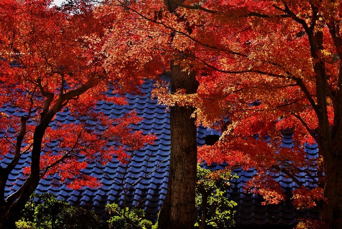 ～まさしく紅葉の参道～　洛西の紅葉寺　光明寺_b0063958_5514543.jpg