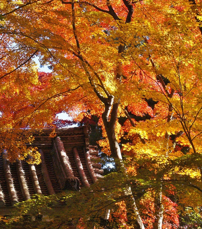 ～まさしく紅葉の参道～　洛西の紅葉寺　光明寺_b0063958_5541076.jpg