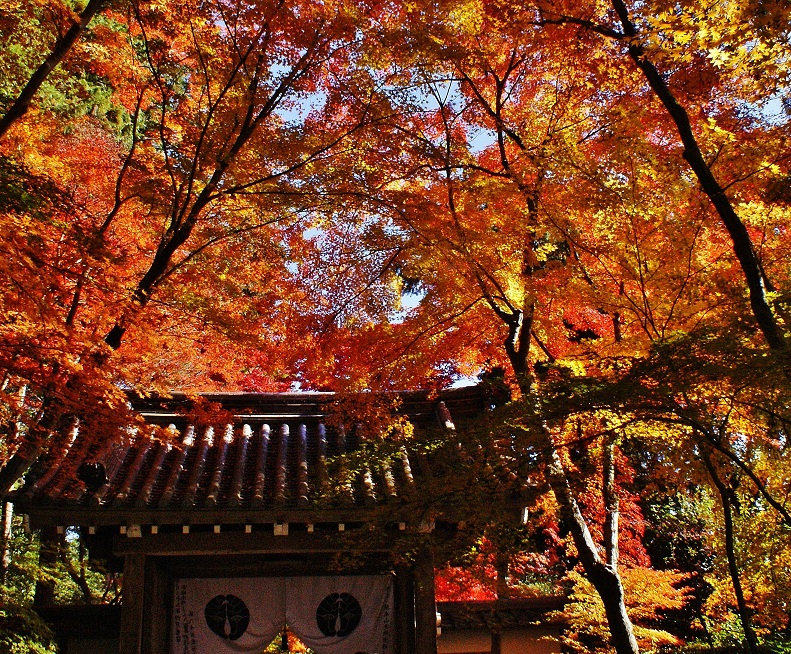 ～まさしく紅葉の参道～　洛西の紅葉寺　光明寺_b0063958_555856.jpg