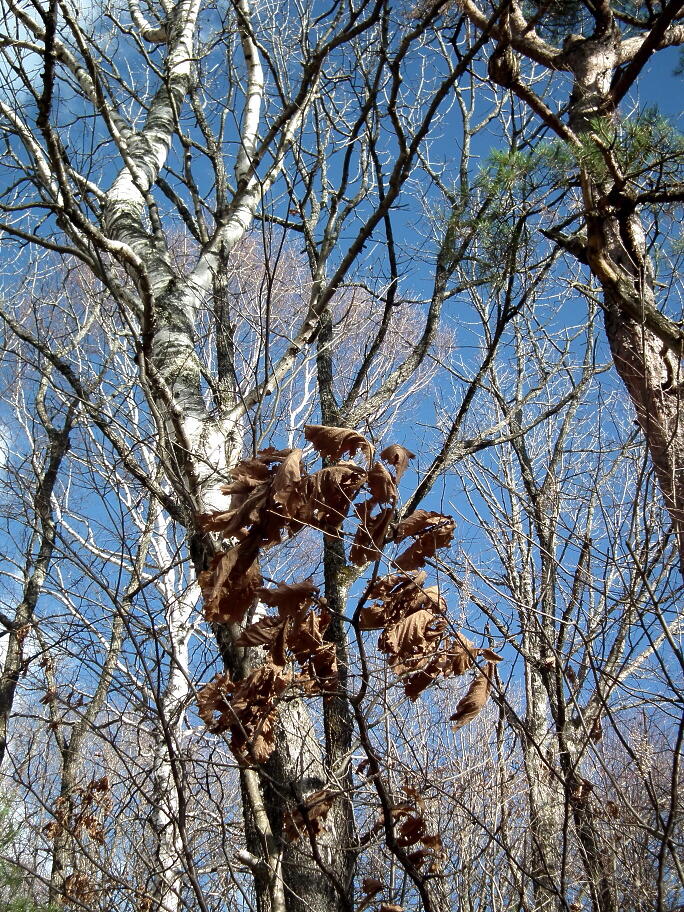 e0064158_1994675.jpg