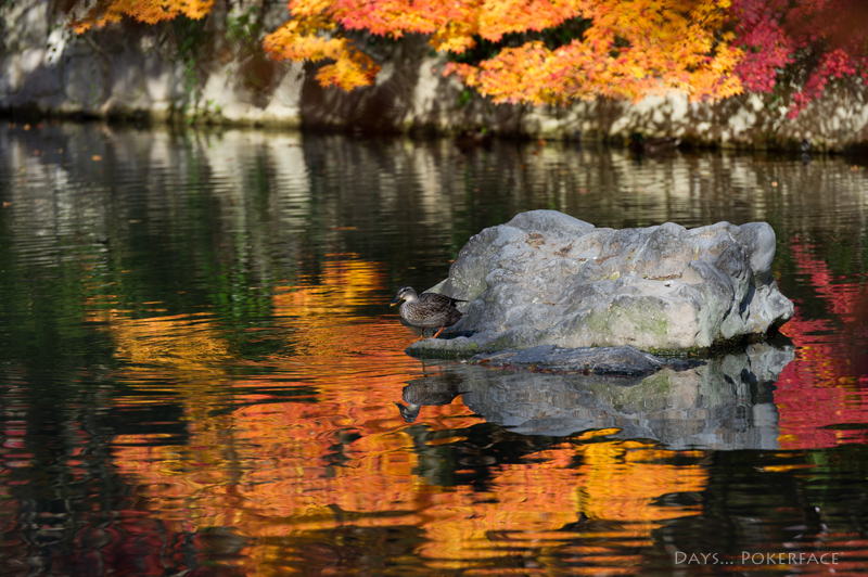 One Day 紅葉編 永観堂 3_d0079559_2374243.jpg