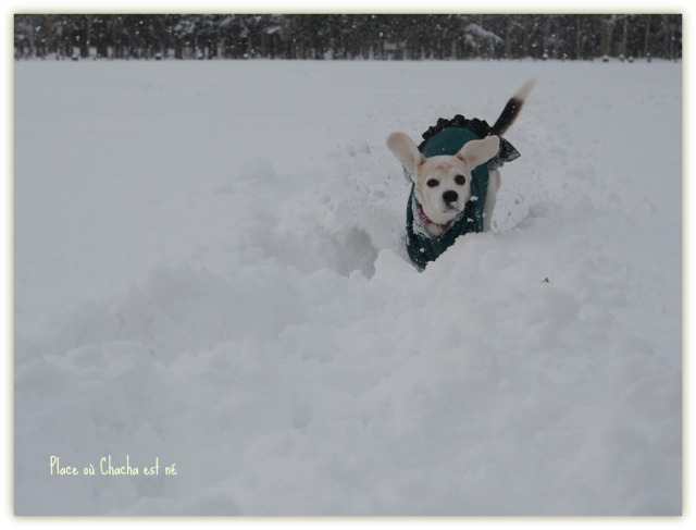 雪の原にて_b0175163_20382543.jpg