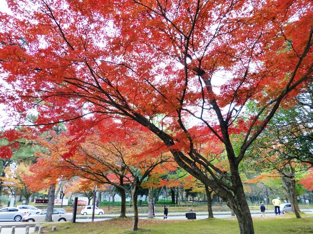 d0042474_15283460.jpg