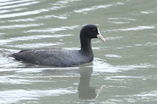 ★先週末の鳥類園（2012.11.23～24）_e0046474_462476.jpg