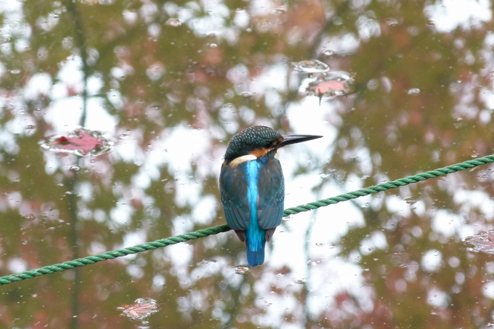 紅葉カワセミ_f0201084_10261349.jpg