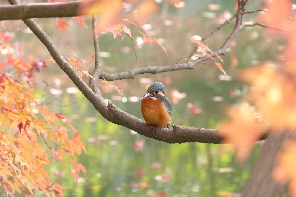 紅葉カワセミ_f0201084_1102389.jpg