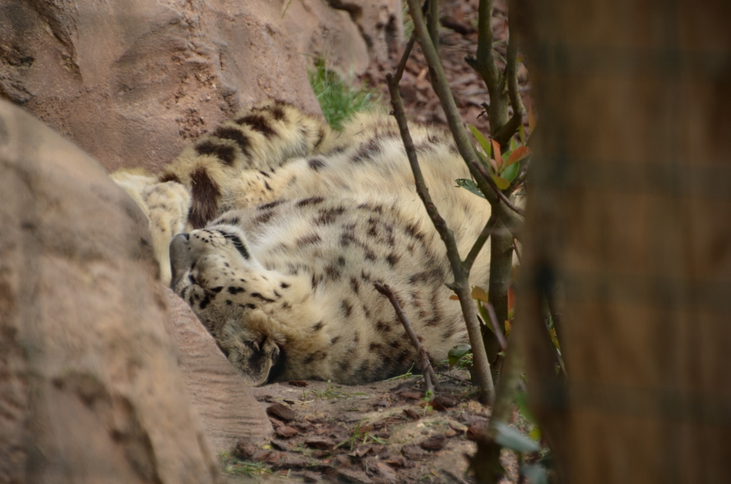 フランス旅行２０１２年春第４日目＠その８　ボバール動物園_a0052986_10294830.jpg