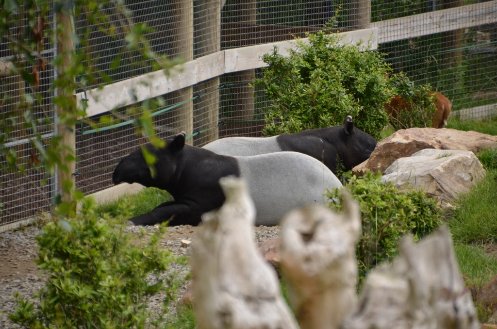 フランス旅行２０１２年春第４日目＠その７　ボバール動物園_a0052986_8304197.jpg