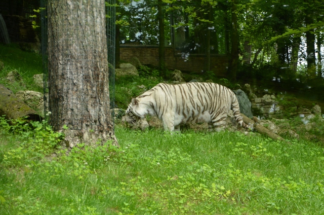 フランス旅行２０１２年春第４日目＠その７　ボバール動物園_a0052986_8334189.jpg