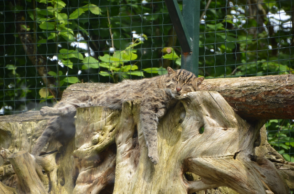 フランス旅行２０１２年春第４日目＠その７　ボバール動物園_a0052986_8454476.jpg