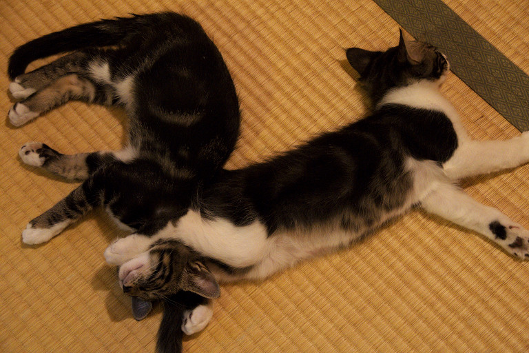 2012.09.19 猫兄妹_f0190989_12373438.jpg