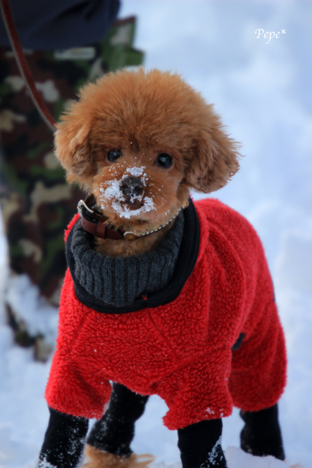 雪がどっさりと＾＾；_f0001895_13573889.jpg