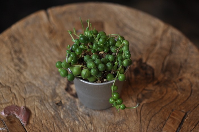 green projects 10_a0214096_14465910.jpg