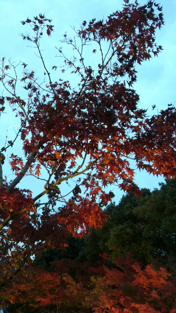 c0123400_12462099.jpg