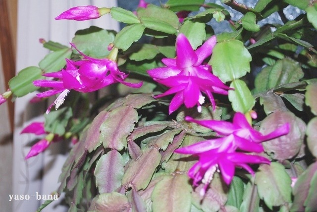 e0025300_1717447.jpg