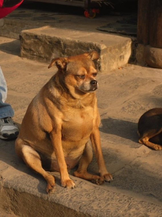 からくれない動物　８_c0072801_2144417.jpg