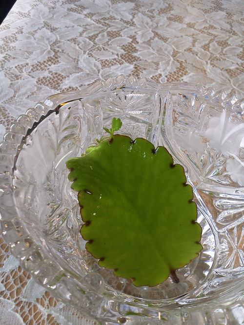 a0271502_15404048.jpg