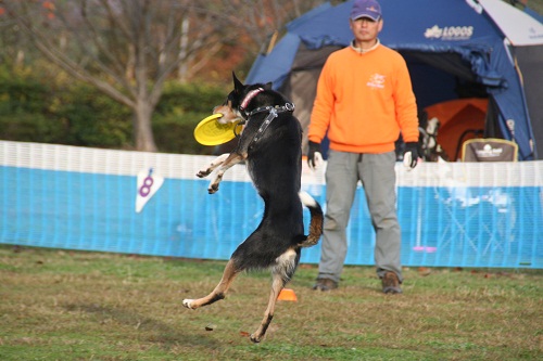 大和の闘犬・・_c0203505_21325879.jpg