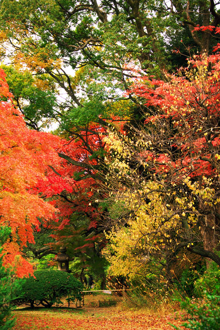 六義園（りくぎえん）の紅葉2_a0263109_20551333.jpg