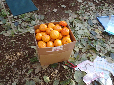 e0215910_1463388.jpg