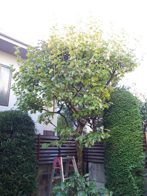 サンシュユ剪定 植木屋の独り言