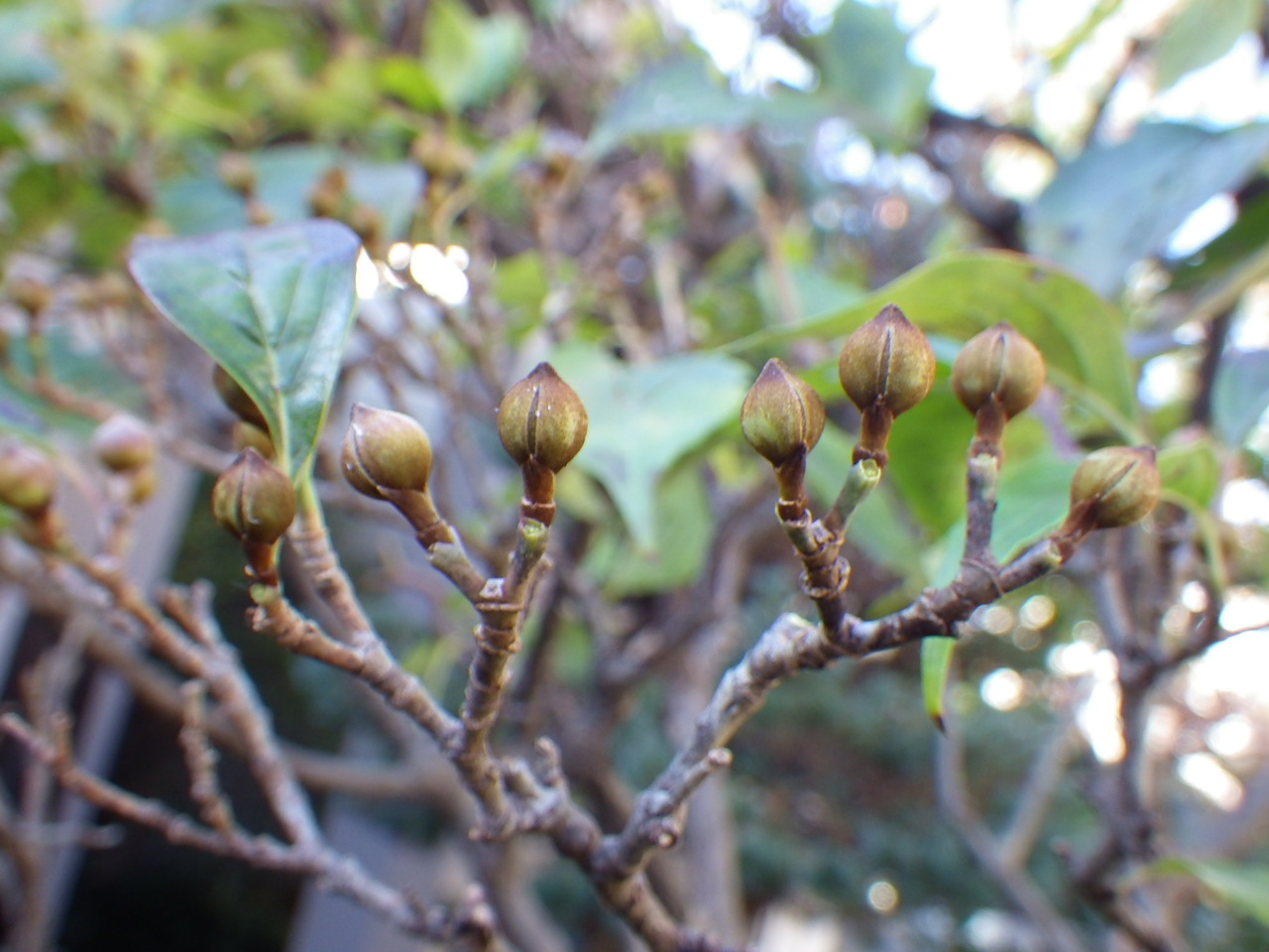 サンシュユ剪定 植木屋の独り言