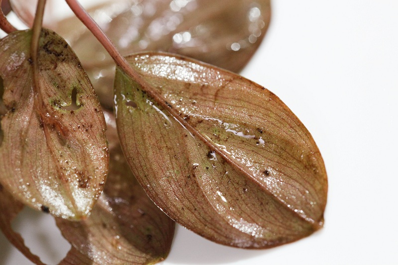 Homalomena terajaensis \"Labi\" Brunei Brown Type (TB) #1_a0141717_20284442.jpg