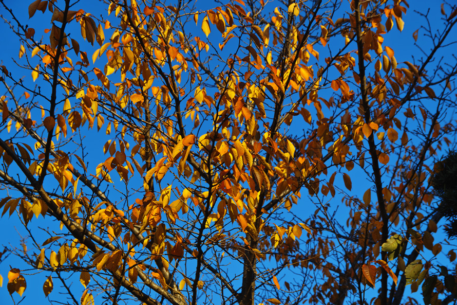 c0223825_1101355.jpg