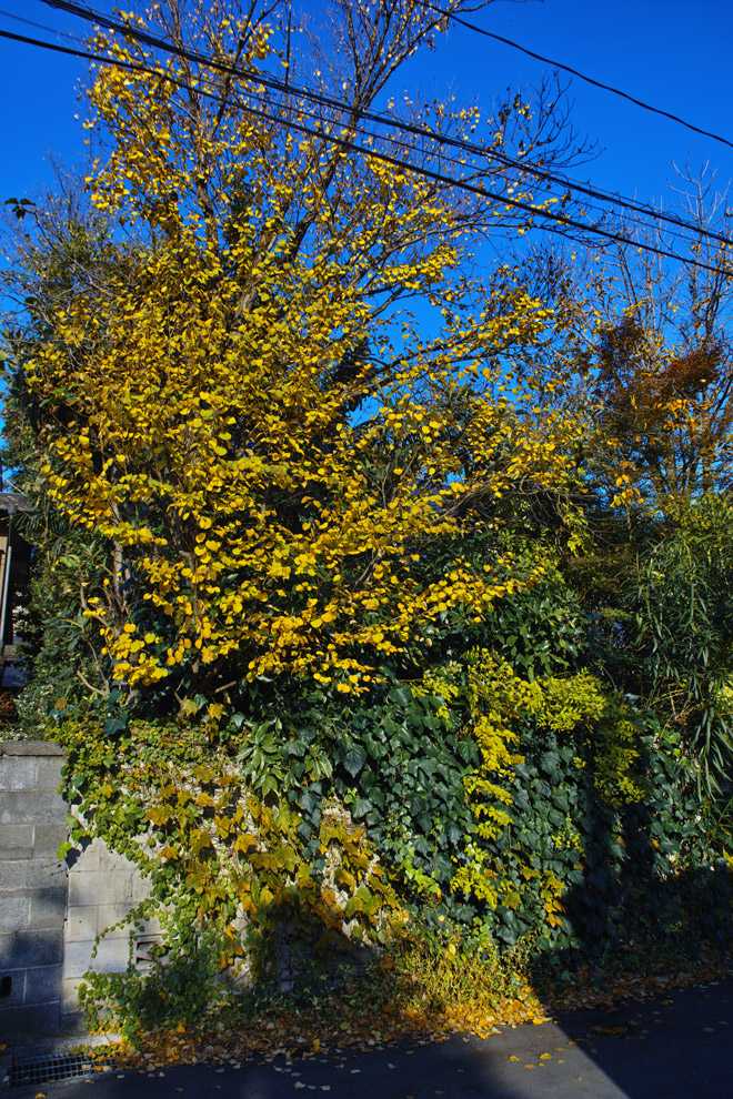 c0223825_111648.jpg