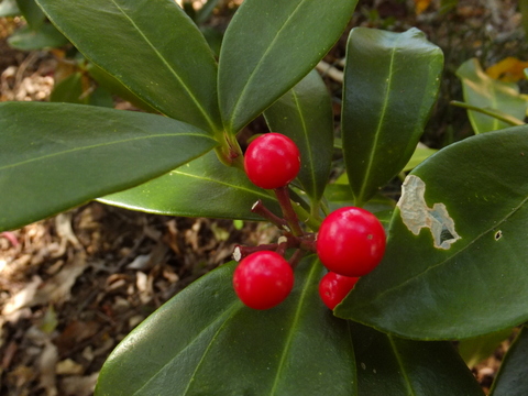 b0281732_4202228.jpg