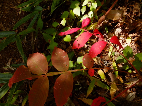 b0281732_4204190.jpg
