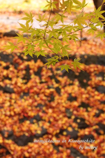 a0207736_22575661.jpg