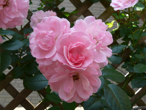 a0056140_232818.gif