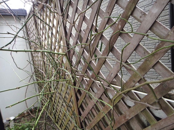 a0056140_23511498.gif