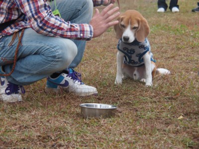 ハウンドドック　ビーグルオフ会　２０１２　ｉｎ　つま恋_c0119142_1155846.jpg