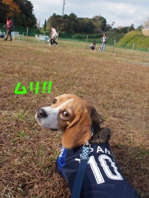 ハウンドドック　ビーグルオフ会　２０１２　ｉｎ　つま恋_c0119142_141846.jpg