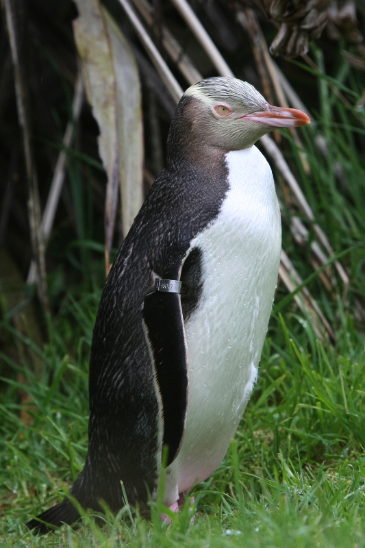 ニュージーランドの鳥（４）_b0144049_22443721.jpg