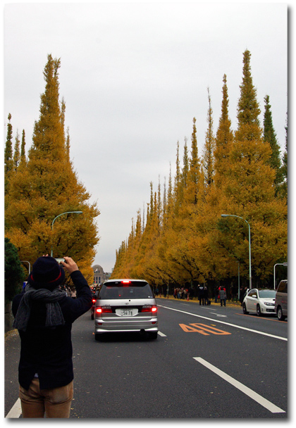 紅葉の次は黄葉～♪_f0012154_843319.jpg